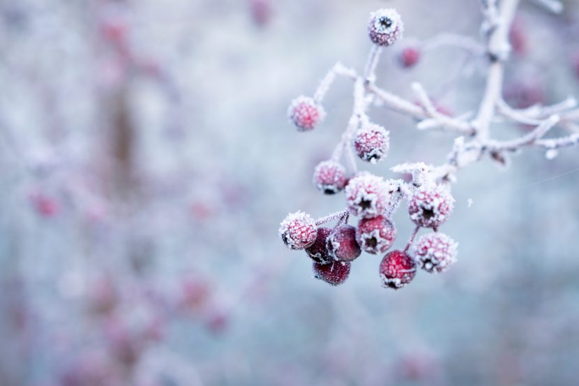 frost covered branches with red buds